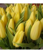 Tulips-004