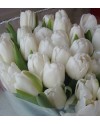 Tulips-006