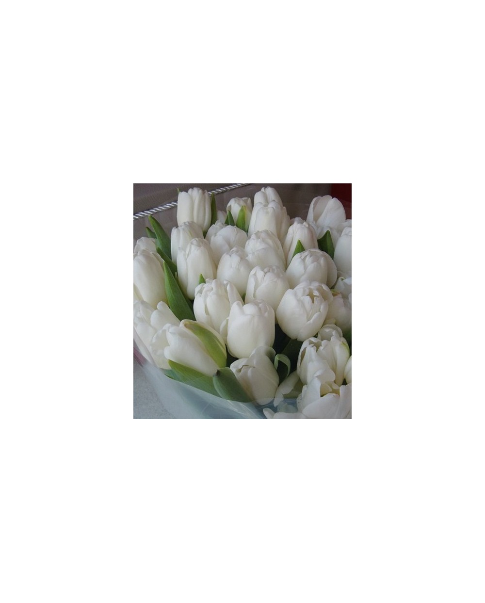 Tulips-006