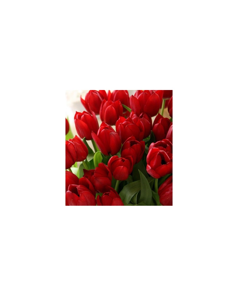 Tulips-007