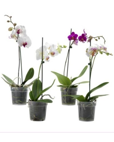 Phalaenopsis