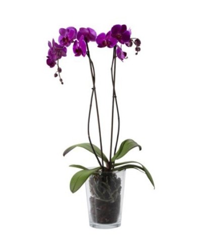 Phalaenopsis