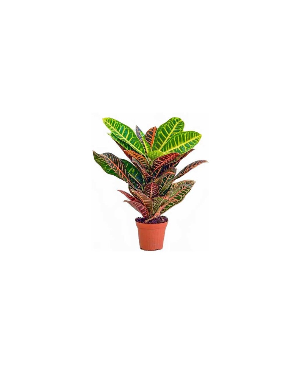 Croton