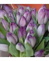 Tulips-003