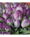 Tulips-003