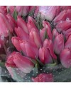 Tulips-001