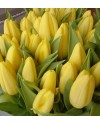 Tulips-004