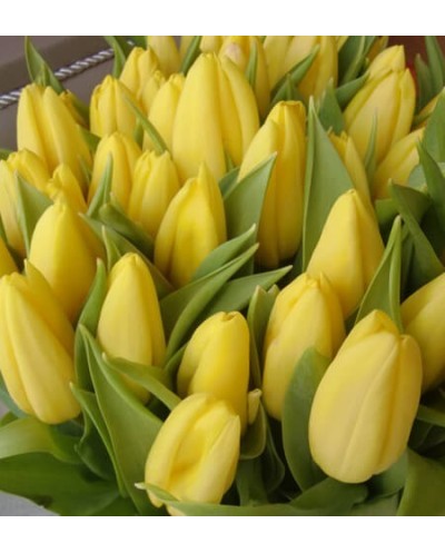 Tulips-004