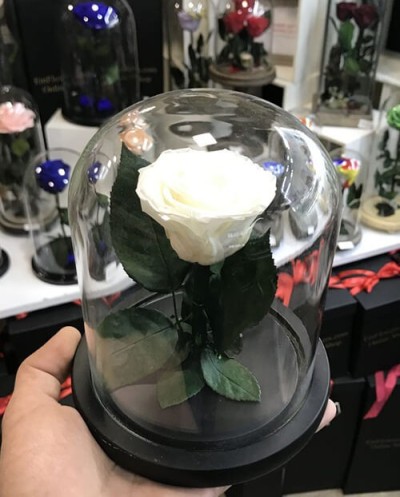 Enchanted Rose-004