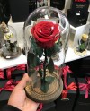 Enchanted Rose-001