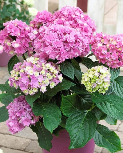 Gartenzia 40