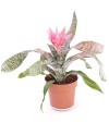 Aechmea Fasciata
