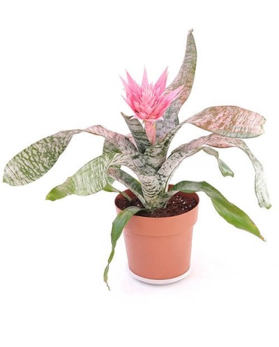 Aechmea Fasciata