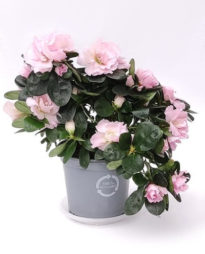 Rhododendron