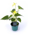 Anthurium Yellow