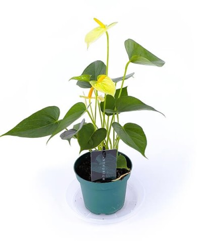 Anthurium Yellow