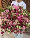 Spray Mix