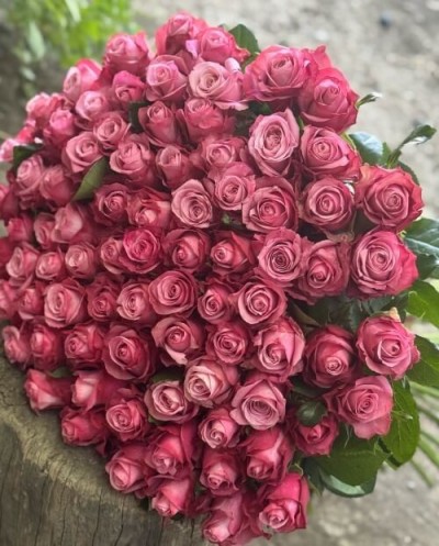 101 фиолетовая роза