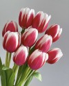 Tulips-005