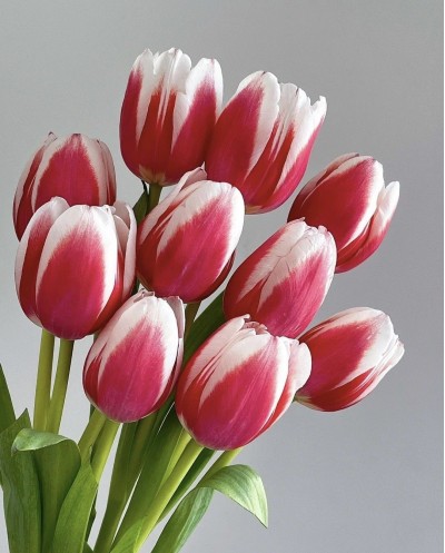 Tulips-005