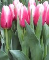 Tulips-005