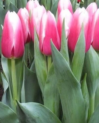 Tulips-005
