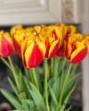 Tulips-003