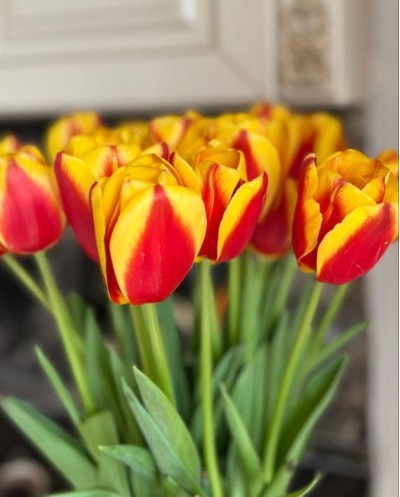 Tulips-003
