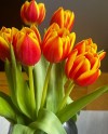 Tulips-003