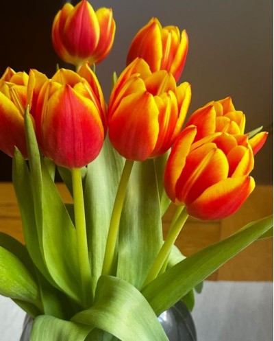 Tulips-003