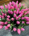 Tulips-002