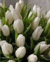 Tulips-006
