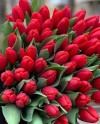 Tulips-007