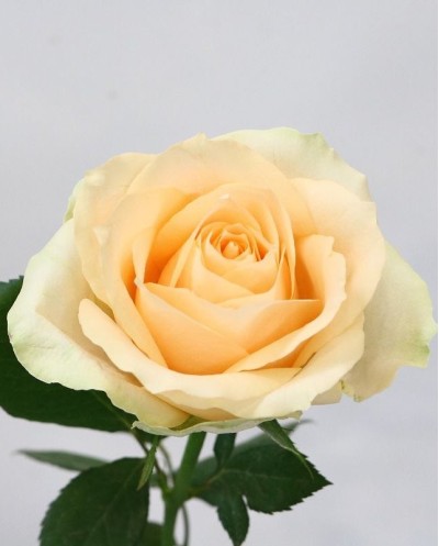 Peach Avalanche-60cm