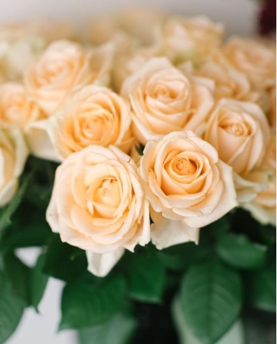 Peach Avalanche-60cm