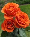 Orange Roses-60cm