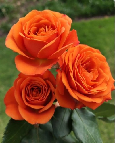 Orange Roses-60cm