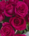 Purple Roses-60cm