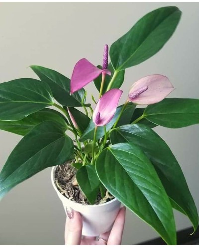 Anthurium Purple