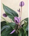 Anthurium Purple