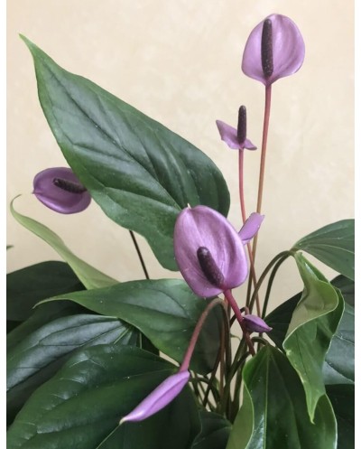 Anthurium Purple
