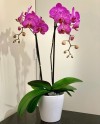 Phalaenopsis 01
