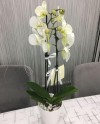 Phalaenopsis 02