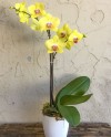 Phalaenopsis 03