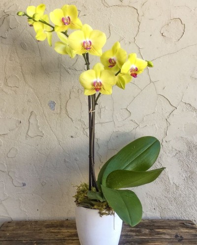 Phalaenopsis 03