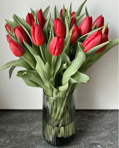 Red Tulips in Vase