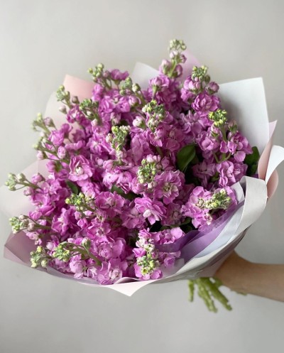 Matthiola Bouquet