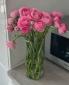 Pink Ranunculus in Vase