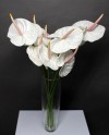 11 White Anthuriums