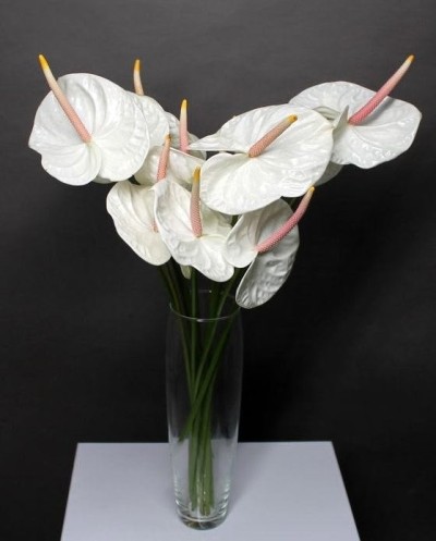 11 White Anthuriums